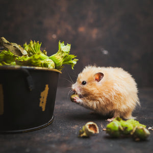 Fun Ideas to Keep Small Pets Entertained