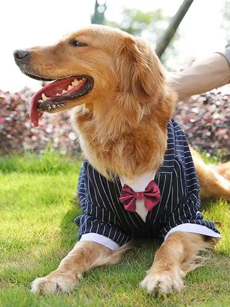 Golden Retriever Big Dog Coat Clothes