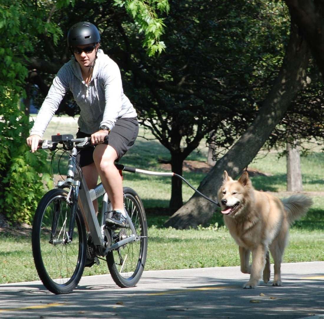 Bicycle Dog Walking Hand Holding Leash