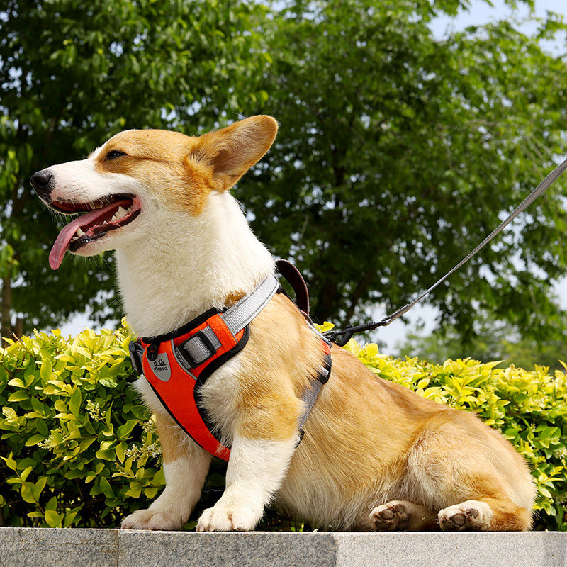 Dog Hand Holding Rope Vest Dog Chest Strap