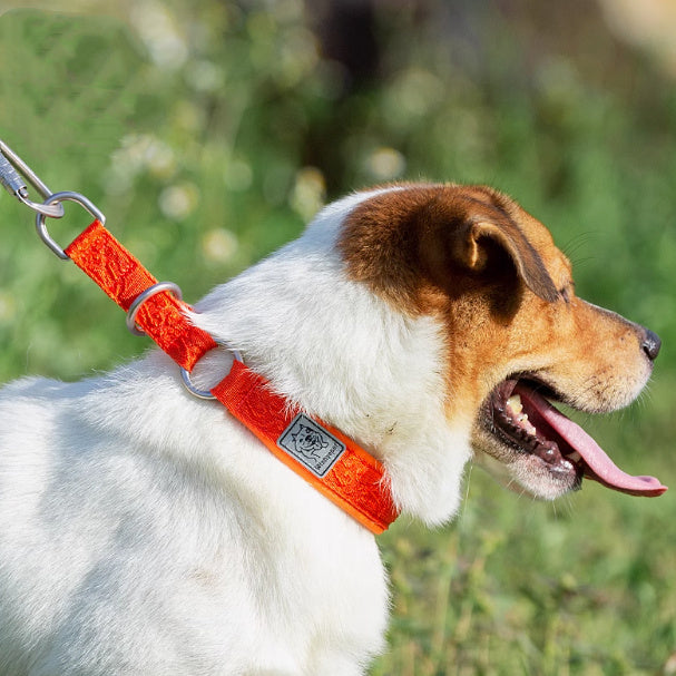 Dog Walking Leash Artifact